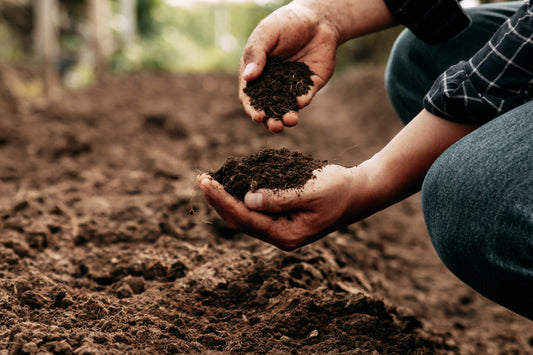 The Down and Dirty: Soil Building Secrets for Greener Gardens