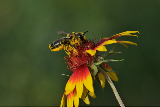 Leafcutter Bees