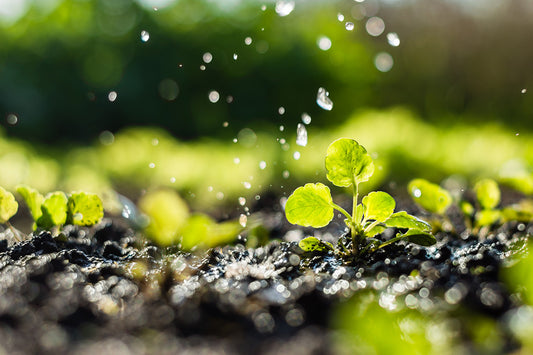 Water Wise Gardening