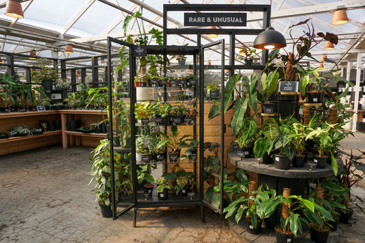 A Houseplant Revitalization