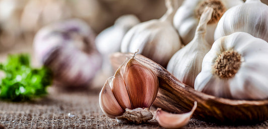 Growing Garlic