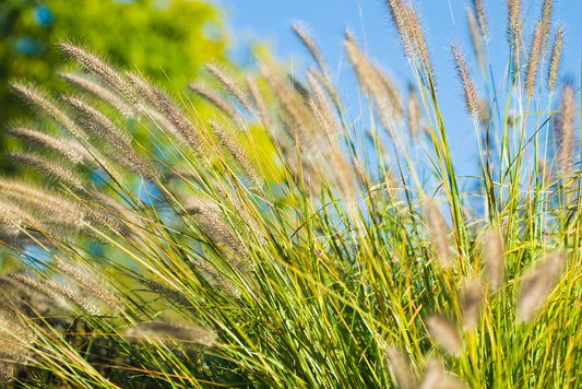 Grasses, Succulents and Groundcovers for Sustainable Gardens