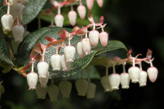 PNW Blooming Natives