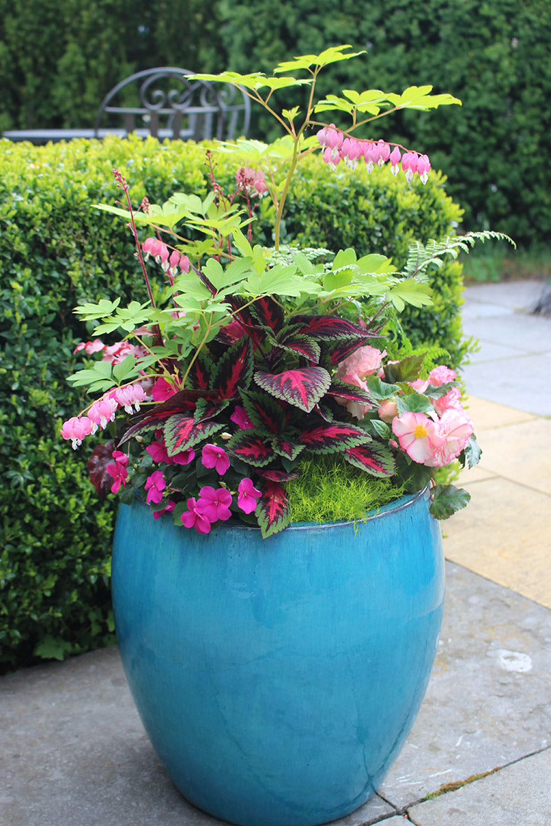 Cool Hues Container