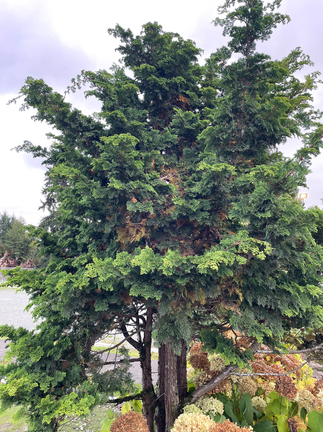 Conifer Needle Drop