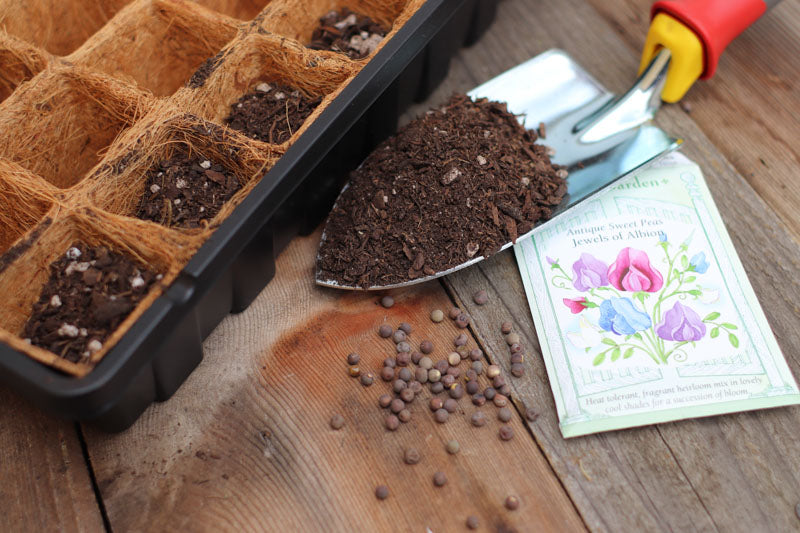 Indoor Seeds Starting Steps