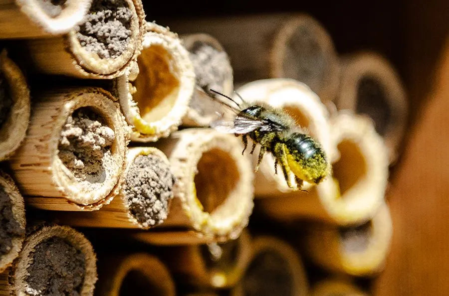 Raising Mason Bees