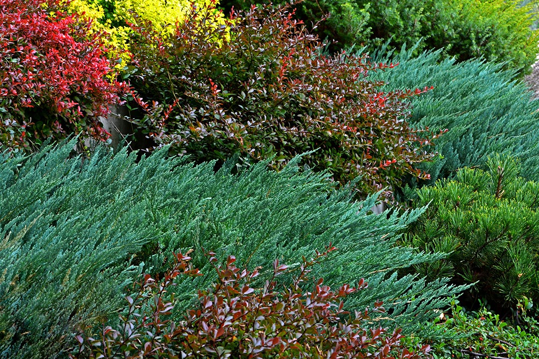 Drought Tolerant Shrubs and Conifers