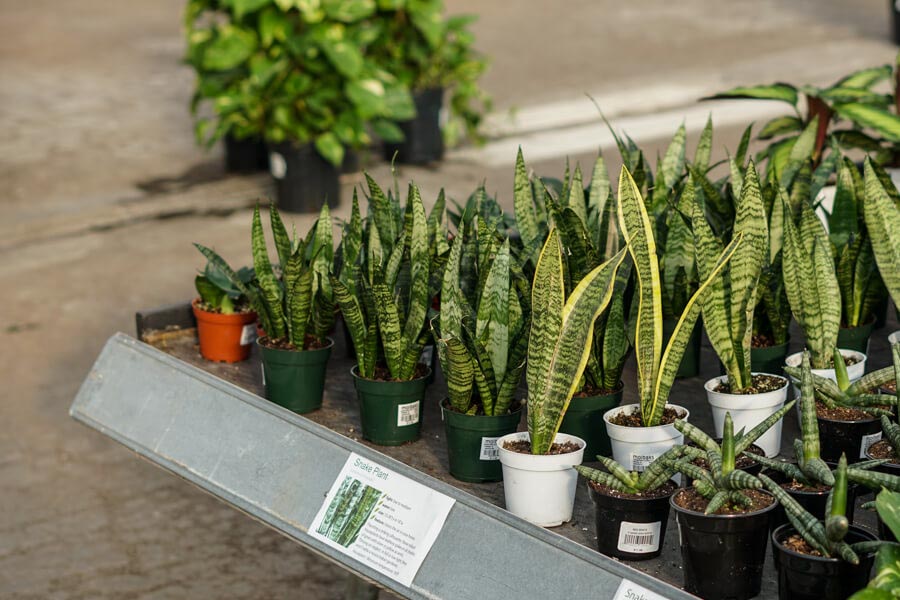 Our Favorite Indoor Plants for Low Light