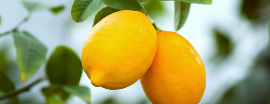 Tips For Growing Citrus In The Pacific Northwest