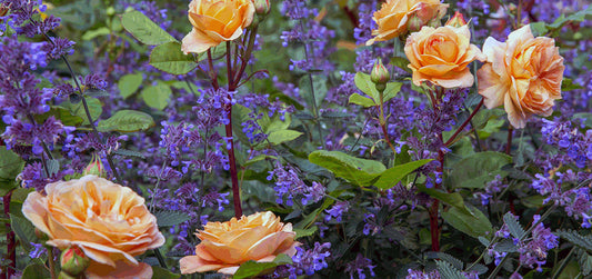 David Austen English Roses
