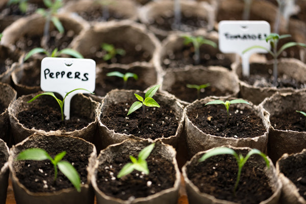 The Seed Drawer