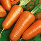 Carrots - Chantenay Red Core