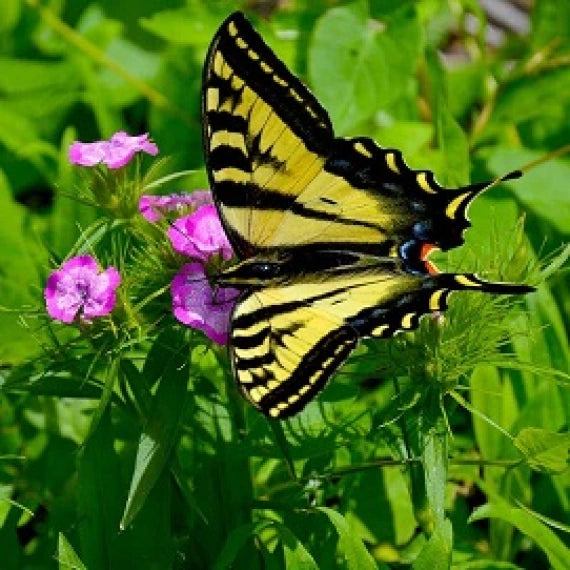 Starting Cut Flower Seeds Indoors – Molbak's Garden and Home