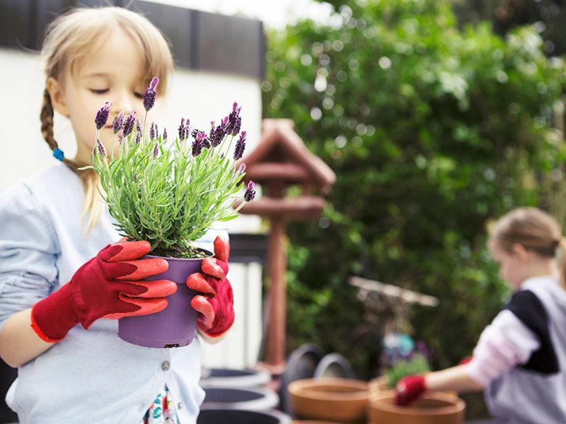 Starting Cut Flower Seeds Indoors – Molbak's Garden and Home