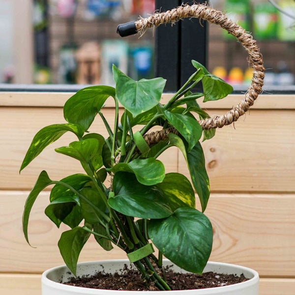 Plant and Plant Container Hook