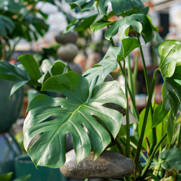 Houseplant Leaves