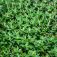 Thyme