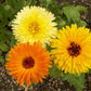 Calendula - Pacific Beauty