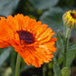 Calendula - Pacific Beauty