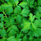 Parsley - Dark Green Italian Flat Leaf