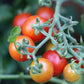Tomato - Peacevine
